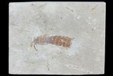 Fossil Mantis Shrimp (Sculda syriaca) - Lebanon #70143-2